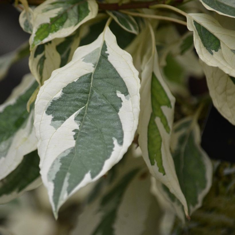 Cornus controversa Variegata - Cornouiller des Pagodes panaché (Feuillage)