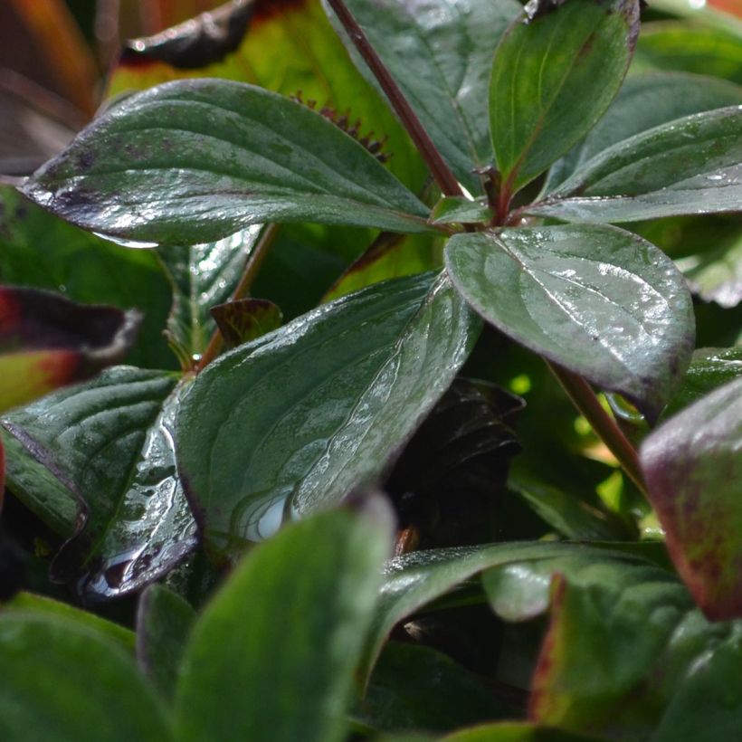 Cornus canadensis (Folhagem)