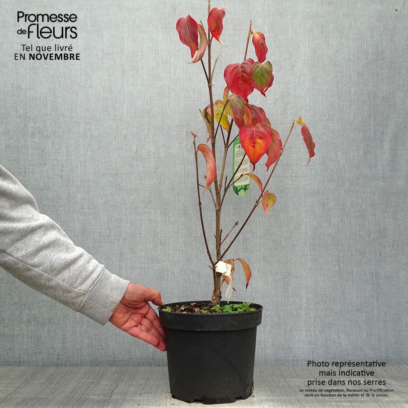 Spécimen de Cornus kousa Schmetterling - Cornouiller du Japon Pot de 4L/5L tel que livré en automne