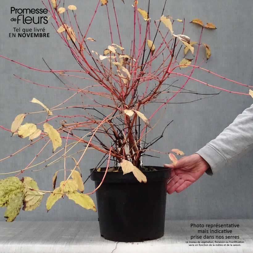 Spécimen de Cornus sanguinea Anny's Winter Orange - Cornouiller sanguin Pot de 7,5L/10L tel que livré en automne