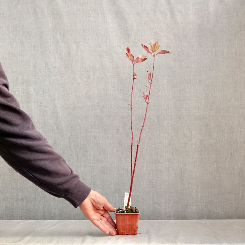 Spécimen de Cornus alba Aurea - Cornouiller blanc Godet de 8/9 cm tel que livré en automne