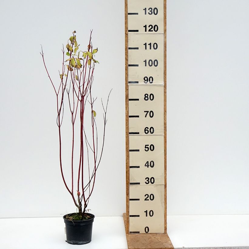 Spécimen de Cornus alba Aurea - Cornouiller blanc Pot de 2L/3L tel que livré en automne