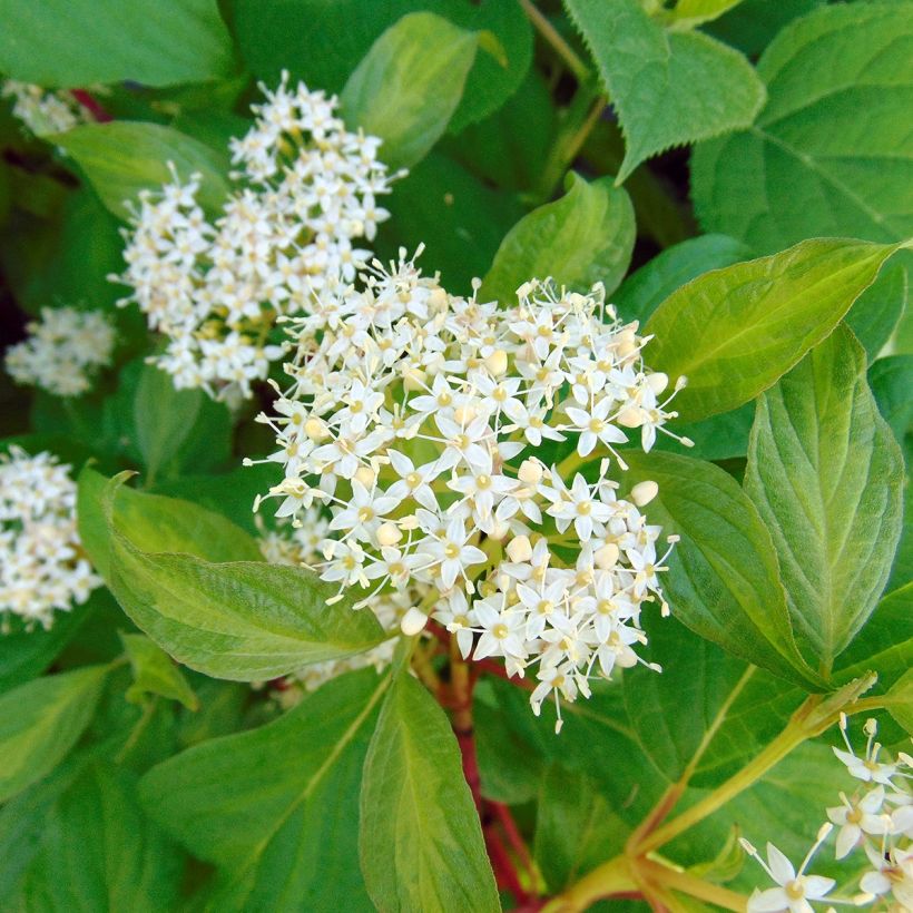 Cornus alba Baton Rouge - Cornouiller blanc à bois rouge (Floraison)
