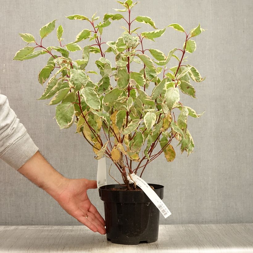Spécimen de Cornus alba Cream Cracker - Cornouiller blanc Pot de 2L/3L tel que livré en automne