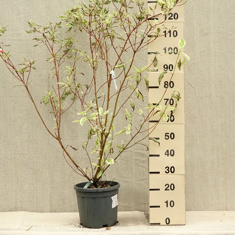 Spécimen de Cornus alba Elegantissima - Cornouiller blanc panaché Pot de 7,5L/10L tel que livré en été