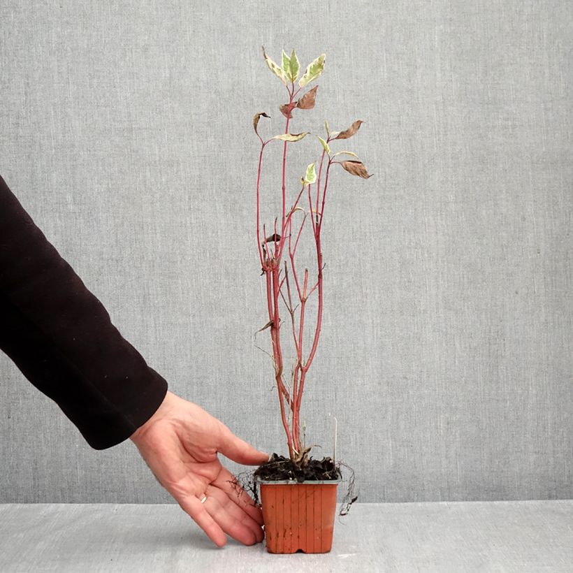 Spécimen de Cornus alba Elegantissima - Cornouiller blanc panaché Godet de 8/9 cm tel que livré en automne
