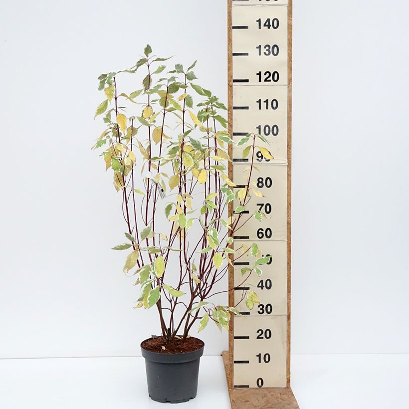Spécimen de Cornus alba Elegantissima - Cornouiller blanc panaché Pot de 7,5L/10L tel que livré en automne
