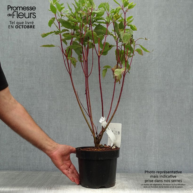 Spécimen de Cornus alba Gouchaultii - Cornouiller blanc Pot de 3L/4L tel que livré en automne
