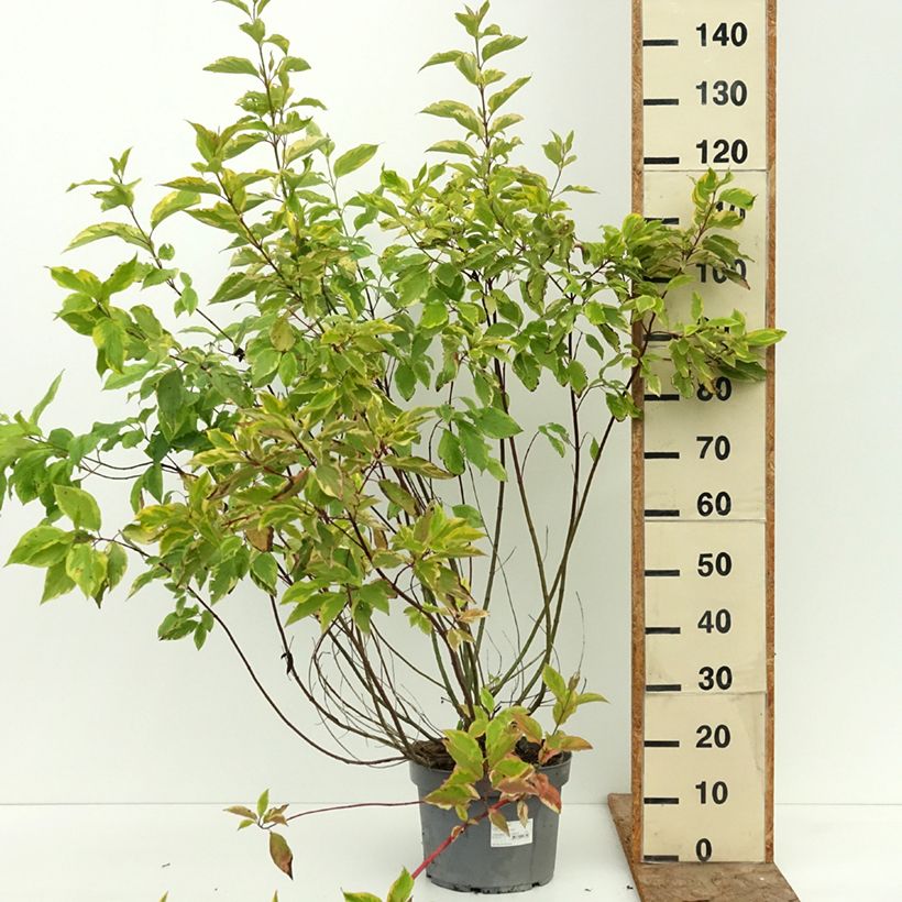 Spécimen de Cornus alba Gouchaultii - Cornouiller blanc Pot de 7,5L/10L tel que livré en été