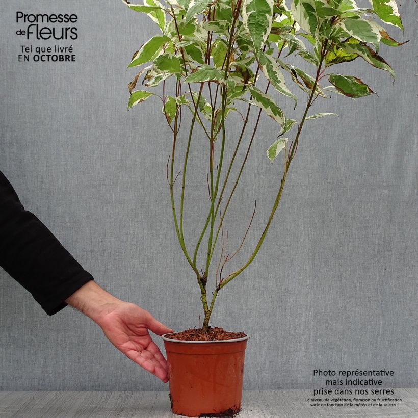 Spécimen de Cornus alba Ivory Halo - Cornouiller blanc Pot de 3L/4L tel que livré en automne