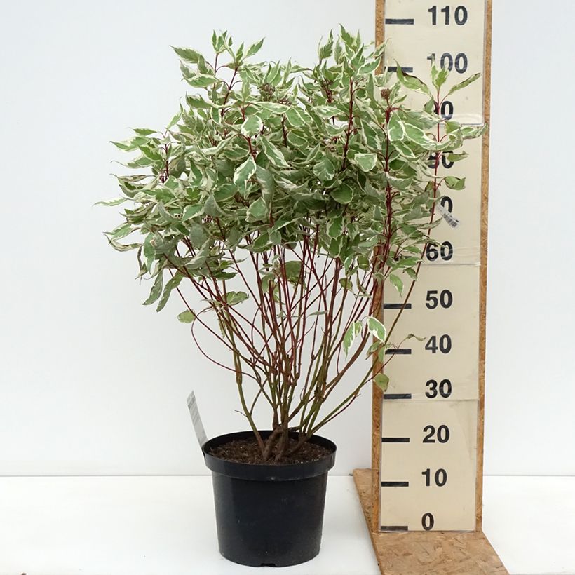 Spécimen de Cornus alba Ivory Halo - Cornouiller blanc Pot de 7,5L/10L tel que livré en automne