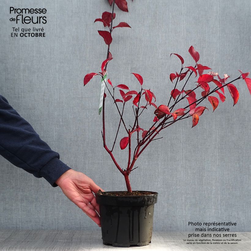 Spécimen de Cornus alba Kesselringii - Cornouiller blanc à bois brun violacé Pot de 2L/3L tel que livré en automne