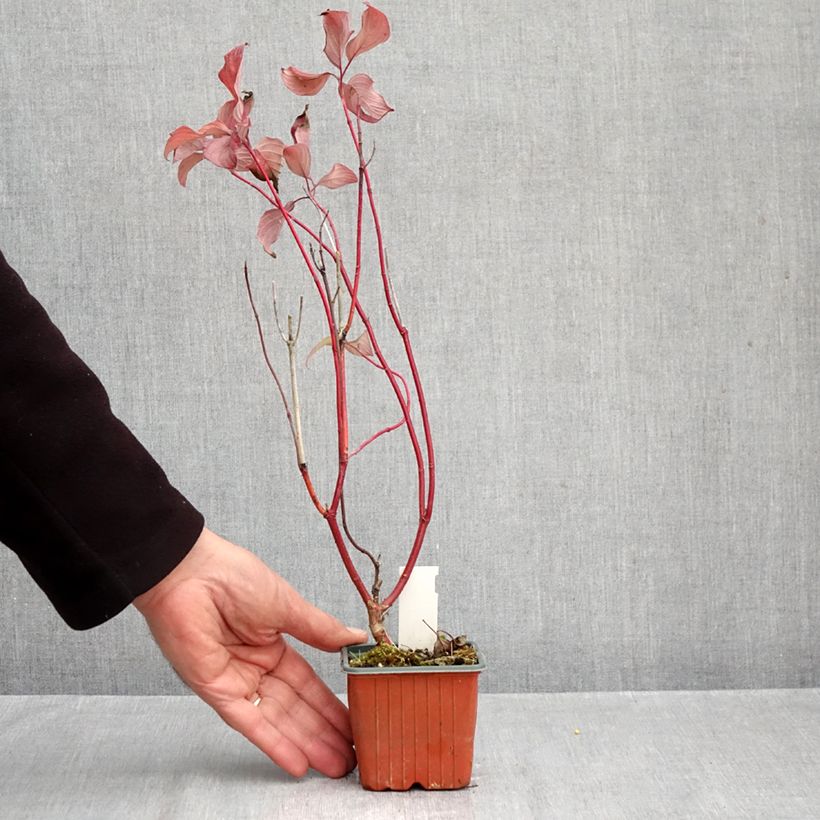 Spécimen de Cornus alba Neon Burst - Cornouiller blanc Godet de 8/9 cm tel que livré en automne