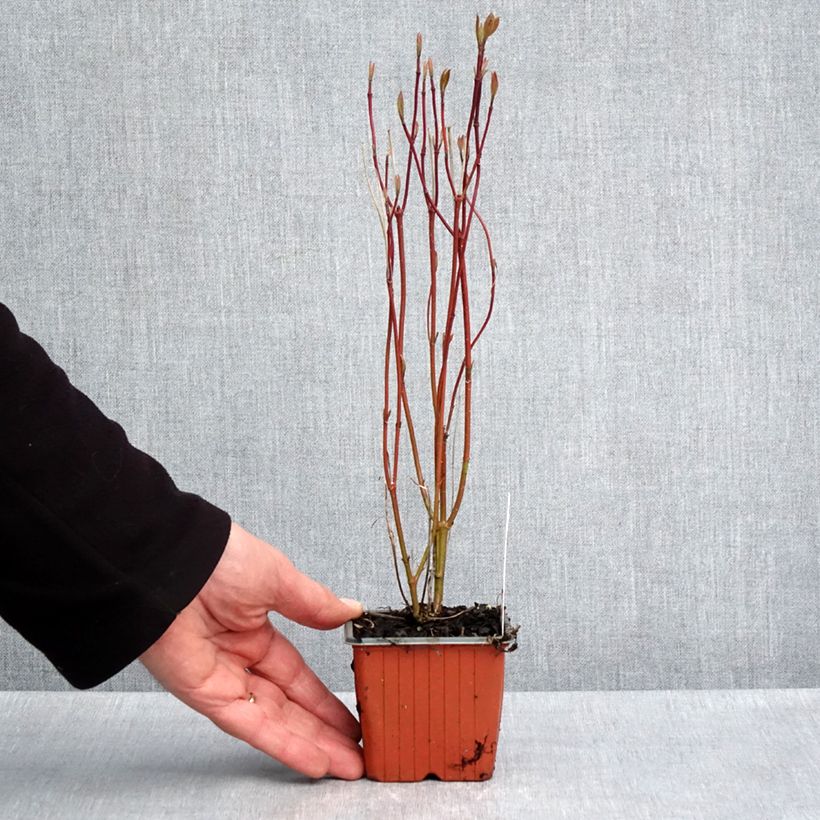 Spécimen de Cornus alba Neon Burst - Cornouiller blanc Godet de 8/9 cm tel que livré au printemps