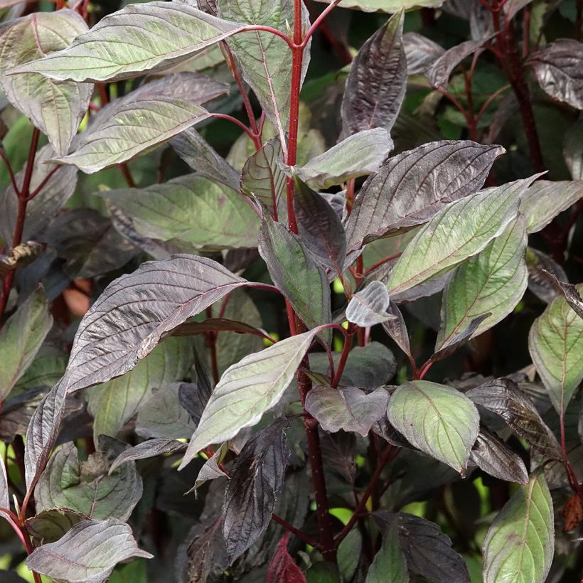 Cornus alba Nightfall - Cornouiller blanc (Feuillage)