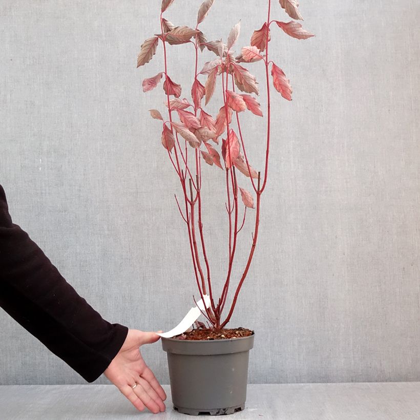 Spécimen de Cornus alba Nightfall - Cornouiller blanc Pot de 3L/4L tel que livré en automne