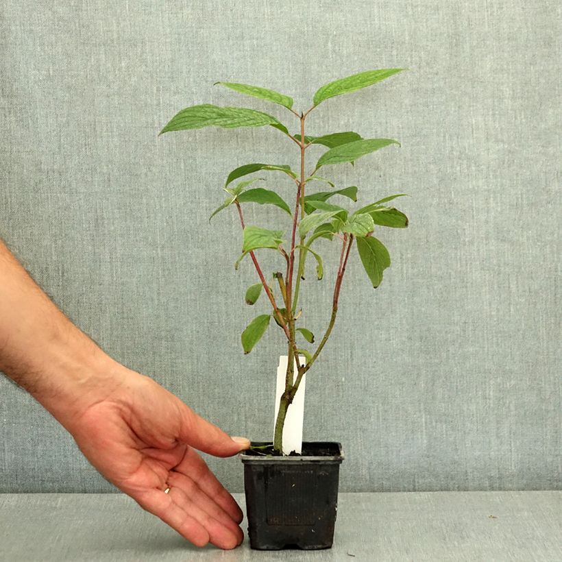 Spécimen de Cornus alba Siberian Pearls - Cornouiller blanc à bois rouge Godet de 8/9 cm tel que livré en été
