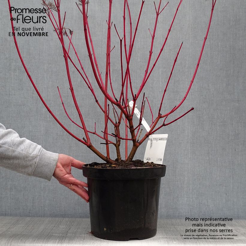 Spécimen de Cornus alba Siberian Pearls - Cornouiller blanc à bois rouge Pot de 7,5L/10L tel que livré en automne