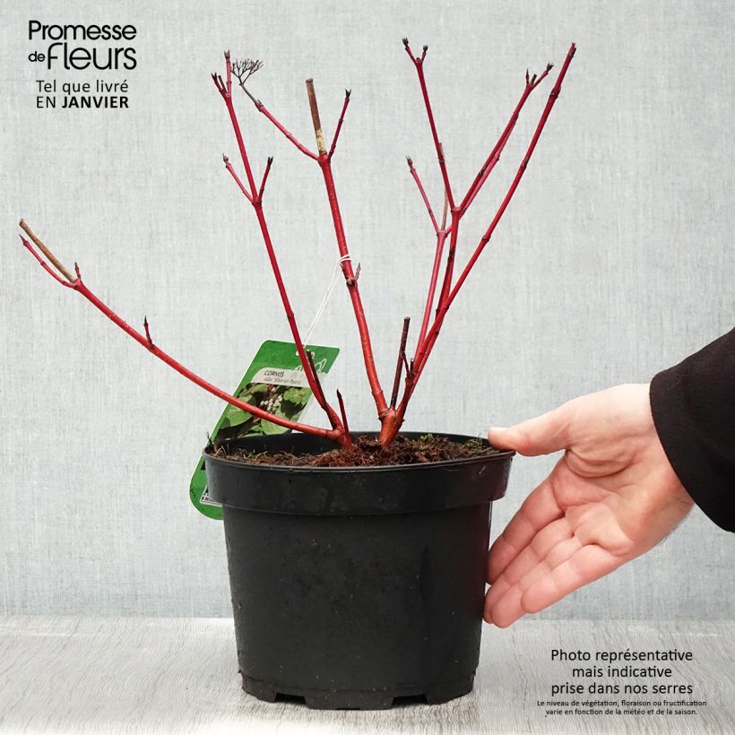 Spécimen de Cornus alba Siberian Pearls - Cornouiller blanc à bois rouge Pot de 3L/4L tel que livré en hiver