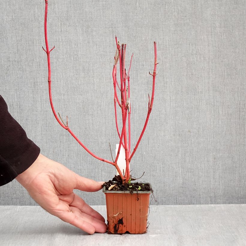 Spécimen de Cornus alba Sibirica - Cornouiller blanc de Sibérie Godet de 8/9 cm tel que livré en automne