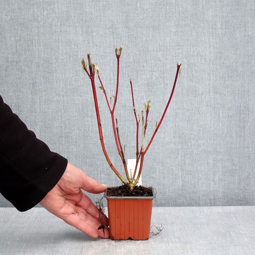 Amostra de Corniso branco Sibirica Vaso de 8/9 cm tal como entregue na primavera