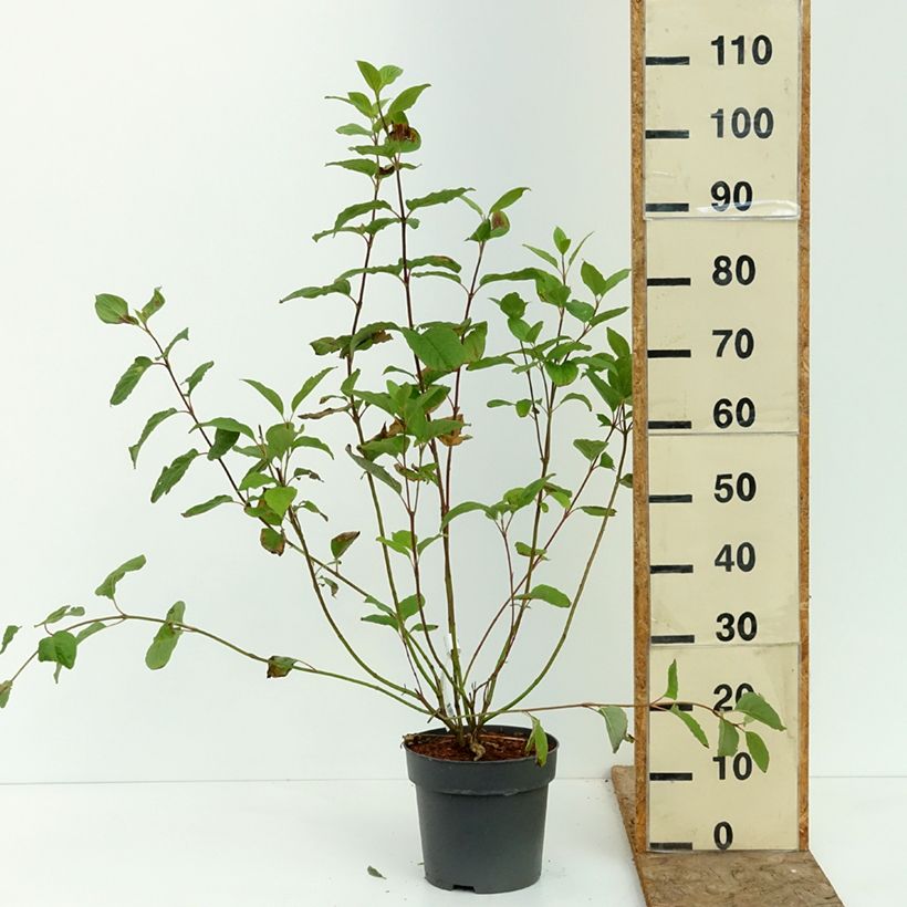 Spécimen de Cornus alba Sibirica - Cornouiller blanc de Sibérie Pot de 6L/7L tel que livré en été