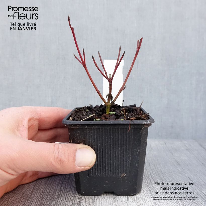 Spécimen de Cornus alba Sibirica Variegata - Cornouiller blanc Godet de 8/9 cm tel que livré en hiver