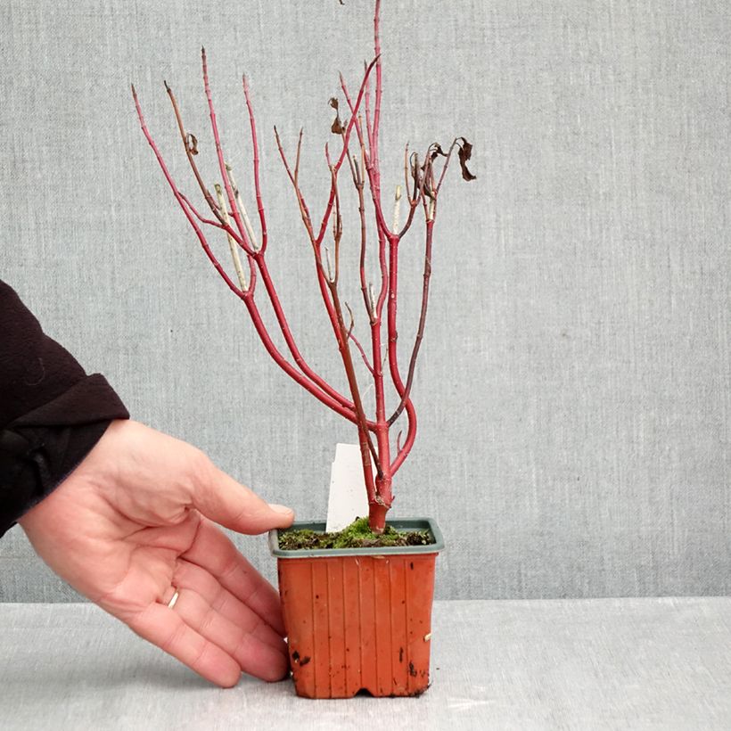 Spécimen de Cornus alba Spaethii - Cornouiller blanc à feuillage panaché Godet de 8/9 cm tel que livré en automne