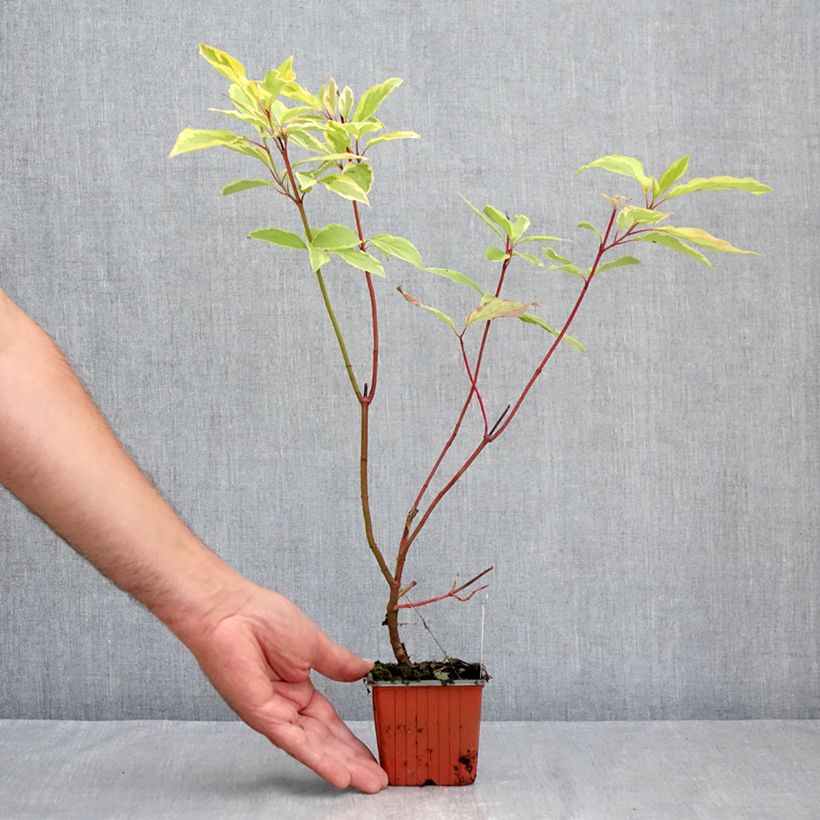 Spécimen de Cornus alba Spaethii - Cornouiller blanc à feuillage panaché Godet de 8/9 cm tel que livré en été