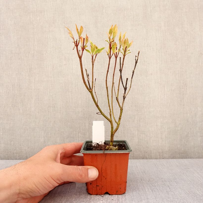 Spécimen de Cornus alba Spaethii - Cornouiller blanc à feuillage panaché Godet de 8/9 cm tel que livré au printemps