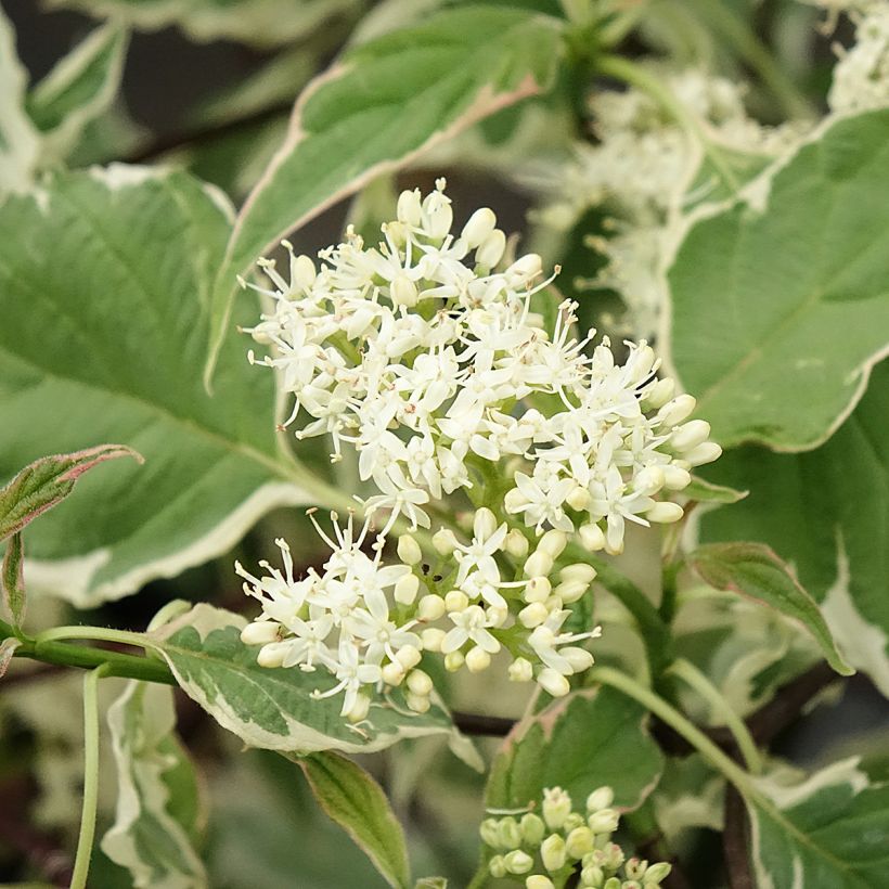 Cornus alternifolia Pinky Spots (Tricolor) - Cornouiller à feuilles alternes (Floraison)
