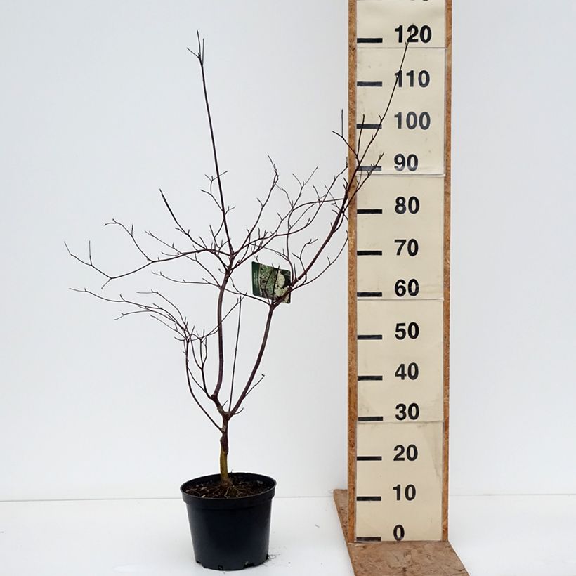 Spécimen de Cornus alternifolia Silver Giant - Cornouiller à feuilles alternes Pot de 4L/5L tel que livré en hiver