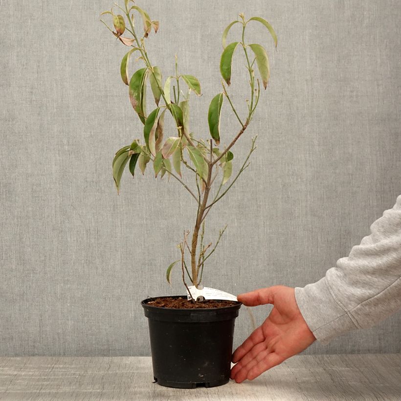 Spécimen de Cornus angustata Empress of China - Cornouiller chinois Pot de 2L/3L tel que livré au printemps