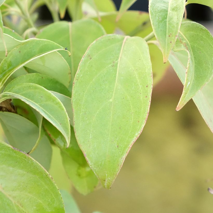 Cornus angustata Empress of China - Cornouiller chinois (Feuillage)
