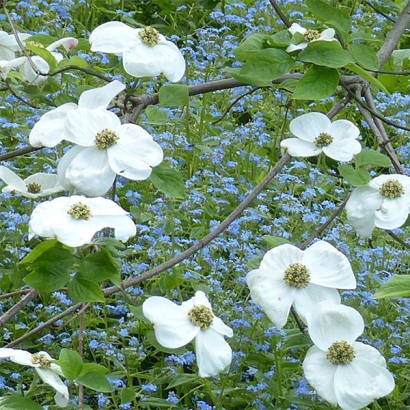 Cornus Ascona - Cornouiller à fleurs (Floraison)