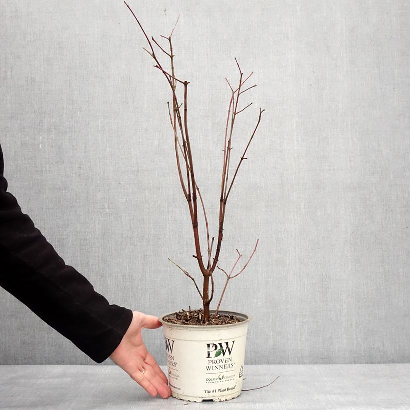 Spécimen de Cornus asperifolia var. drummondii Sunshiny Drops - Cornouiller Pot de 2L/3L tel que livré en hiver