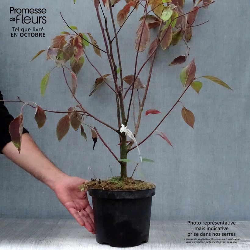 Spécimen de Cornus controversa - Cornouiller des Pagodes Pot de 4L/5L tel que livré en automne