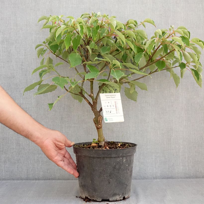 Spécimen de Cornus controversa Green Carpet - Cornouiller des Pagodes Pot de 4L/5L tel que livré en été