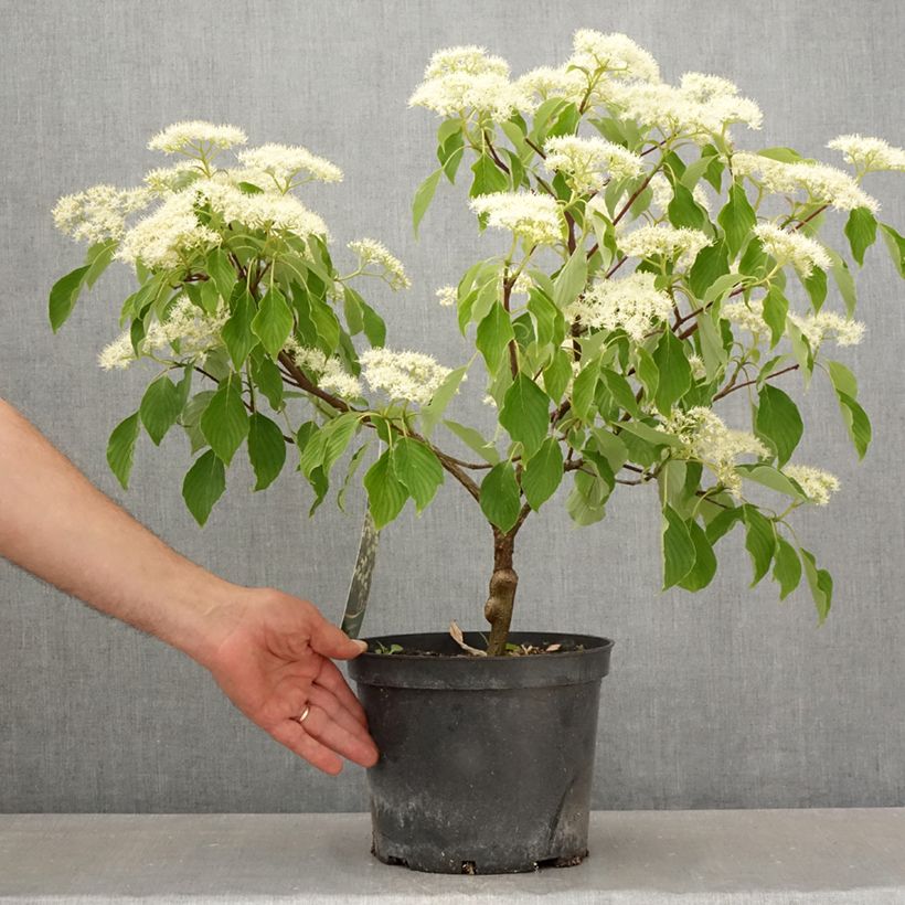 Spécimen de Cornus controversa Green Carpet - Cornouiller des Pagodes Pot de 4L/5L tel que livré au printemps