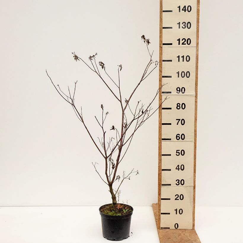 Spécimen de Cornus controversa Laska - Cornouiller des Pagodes Pot de 4L/5L tel que livré en automne