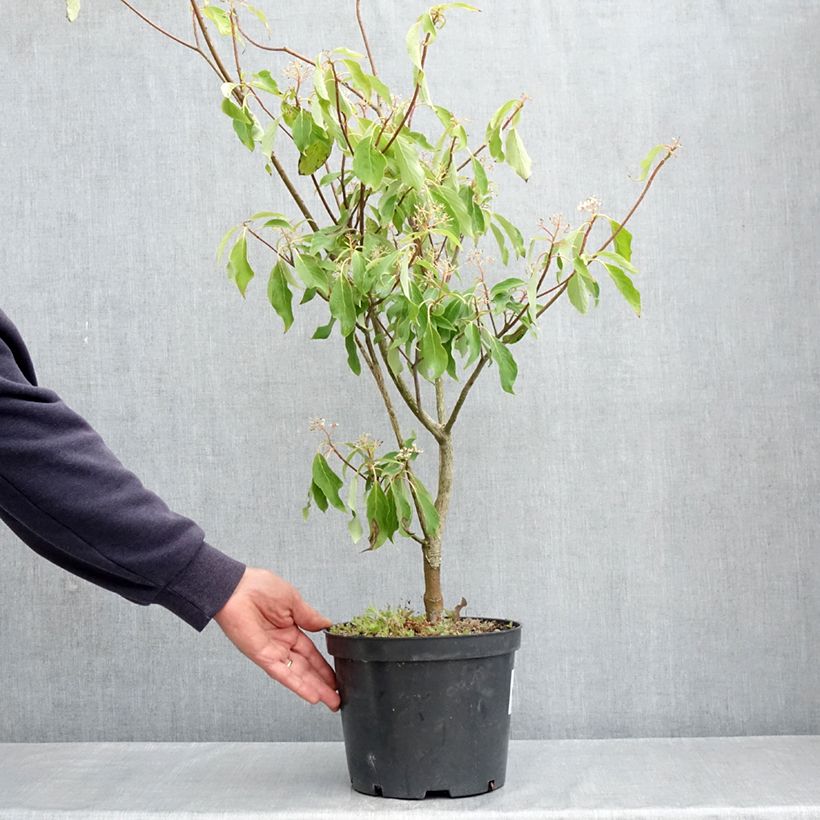 Amostra de Cornus controversa Laska Vaso de 4 L/5 L tal como entregue na primavera