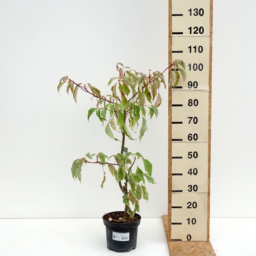 Spécimen de Cornus controversa Marginata Nord - Cornouiller des Pagodes Pot de 4L/5L tel que livré en été