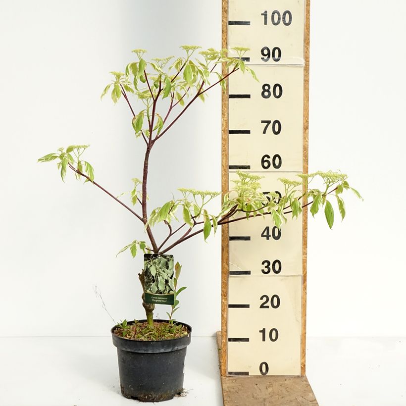 Spécimen de Cornus controversa Marginata Nord - Cornouiller des Pagodes Pot de 4L/5L tel que livré au printemps