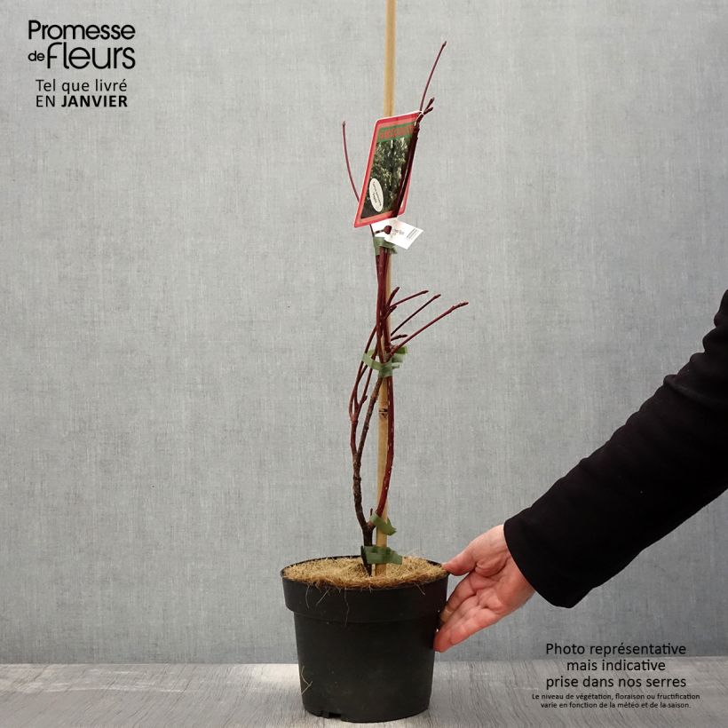 Spécimen de Cornus controversa Pagoda - Cornouiller des Pagodes Pot de 4L/5L tel que livré en hiver