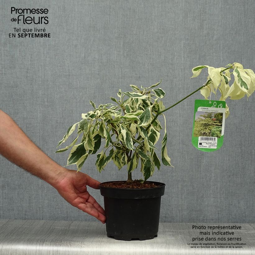 Spécimen de Cornus controversa Variegata - Cornouiller des Pagodes panaché Pot de 4L/5L tel que livré en automne