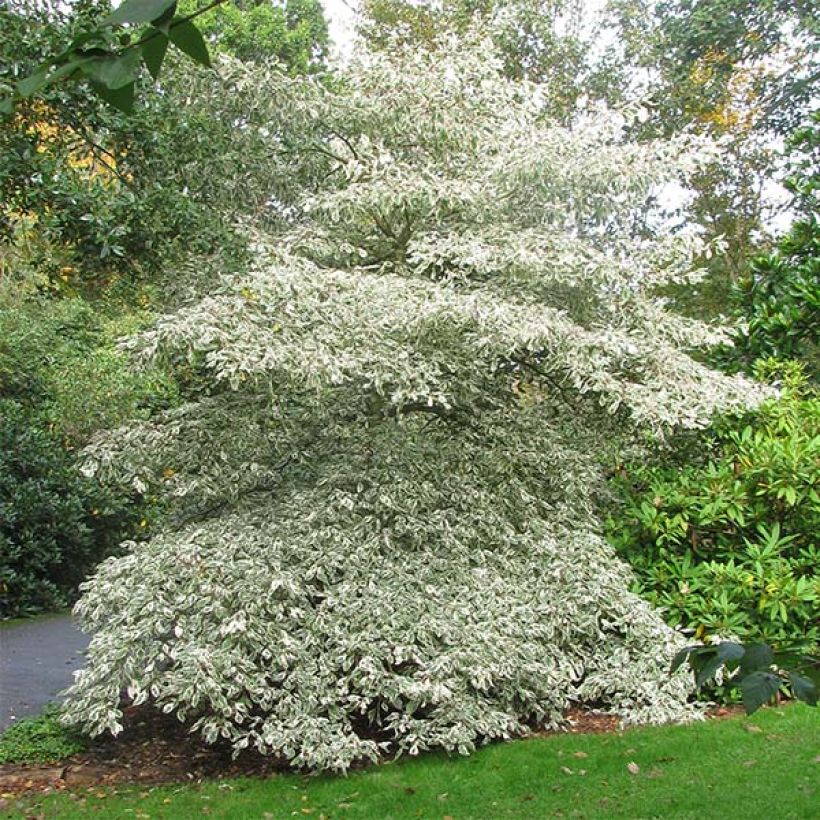 Cornus controversa Variegata (Hábito)