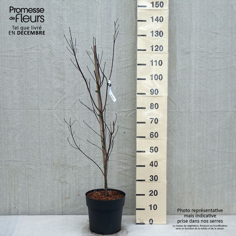 Spécimen de Cornus florida - Cornouiller à fleurs d'Amérique Pot de 7,5L/10L tel que livré en automne