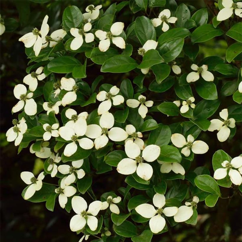 Cornus hongkongensis (Floraison)