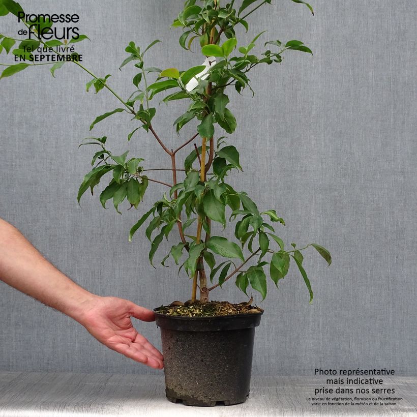 Spécimen de Cornus hongkongensis Pot de 2L/3L tel que livré en automne