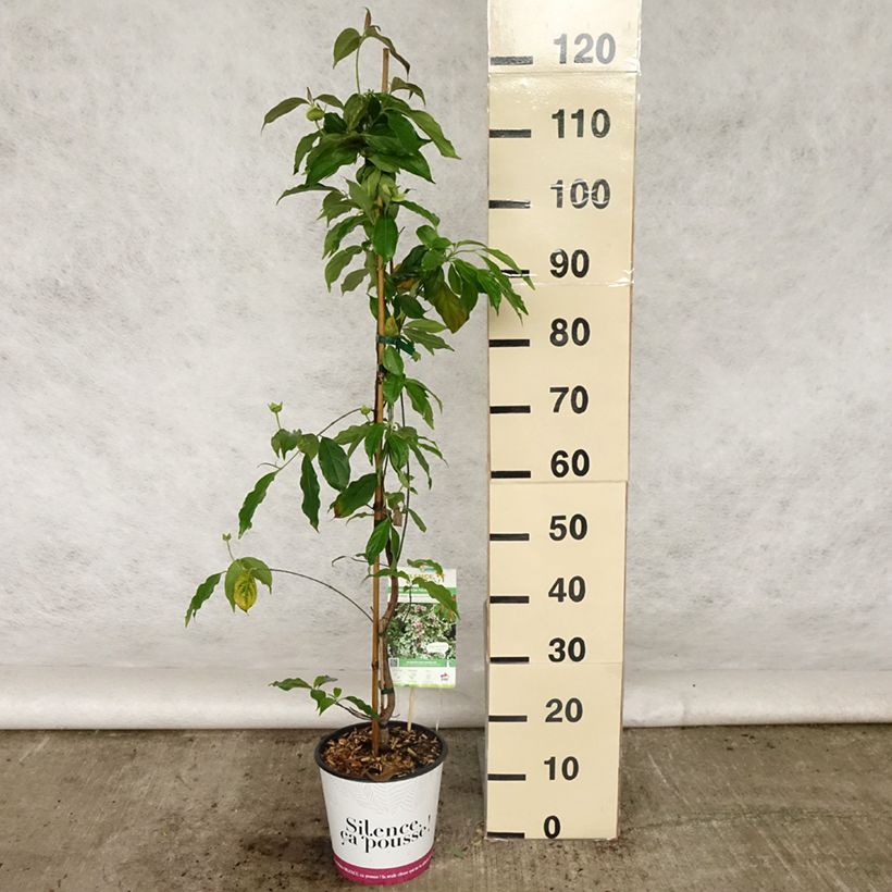 Cornus hongkongensis Parc de Haute Bretagne - Hong Kong Dogwood 4L/5L pot sample as delivered in spring